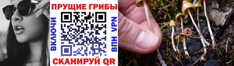 Псилоцибиновые грибы GOLDEN TEACHER  наркота  Омск 